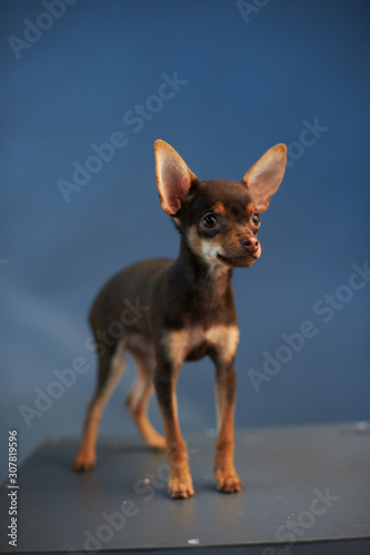 Beautiful Russian Toy Terrier on a blue background