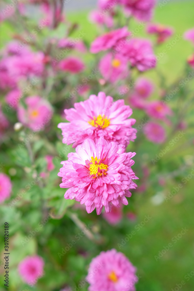 Flowers pink chrysanthemums in the autumn day. Flowers pink chrysanthemums in the autumn day.