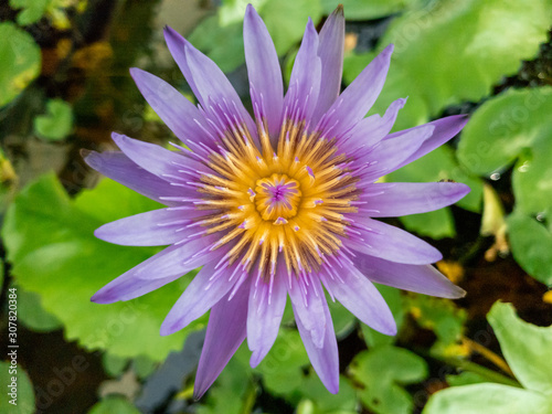 Top view beautiful violet lotus flower in water.