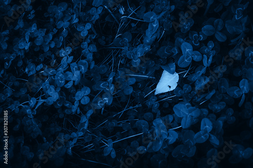 Blue leaves background in trendy color of the year 2020