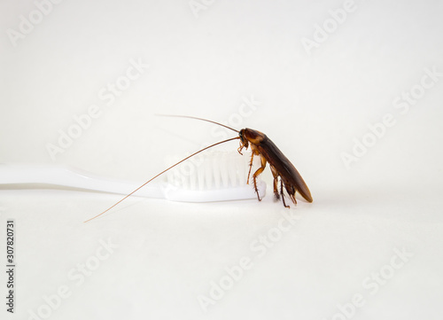 Cockroach crawling on white toothbrush