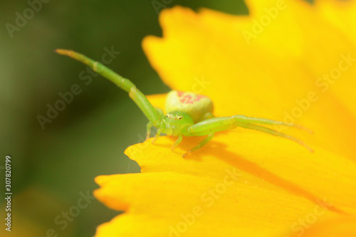 Green crab spider