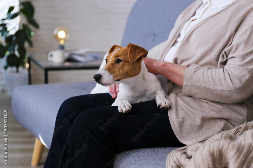 Emotional support animal concept. Portrait of elderly woman with jack russell terrier dog. Old