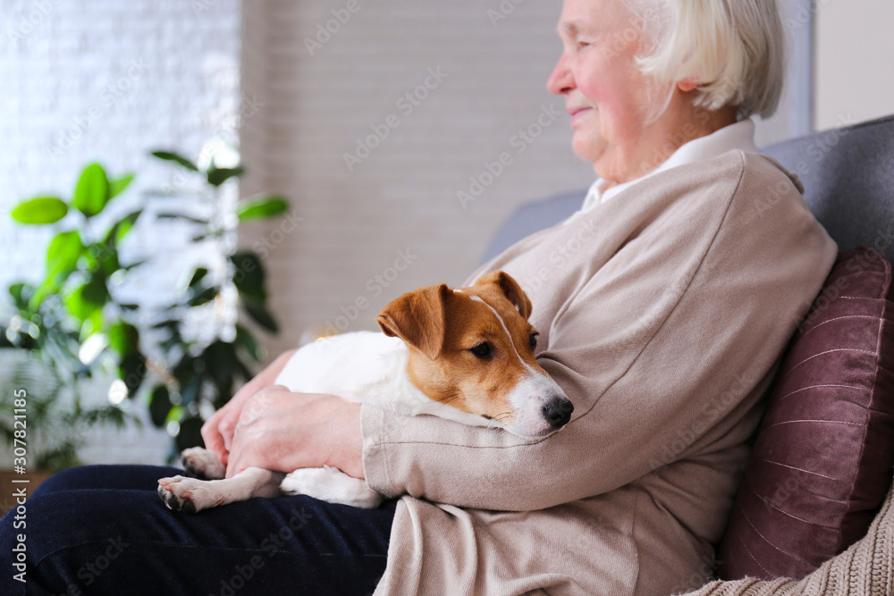 Emotional support animal concept. Portrait of elderly woman with jack  russell terrier dog. Old lady and her pet sittinng on grey textile sofa.  Close up, copy space, background. Stock Photo | Adobe