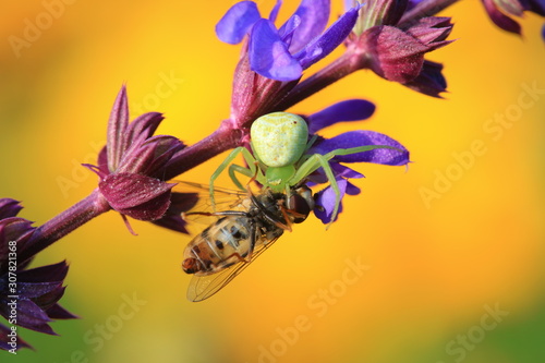 Green crab spider