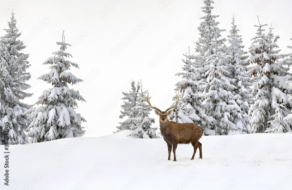 Winter landscape with sika deers ( Cervus nippon, spotted deer ) walking in the snow in fir forest and glade Winter landscape with sika deers ( Cervus nippon, spotted deer ) walking in the snow in fir forest and glade