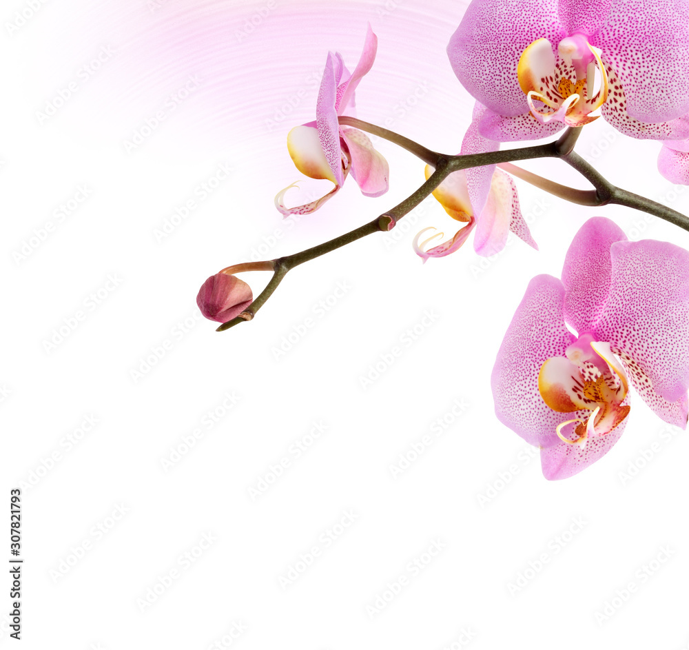 Fototapeta premium Purple Orchid Vignette