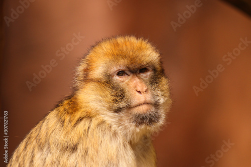 Barbary Macaque monkey looking at the camera