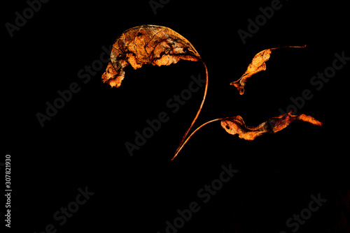 close up of dry leaves on textured background