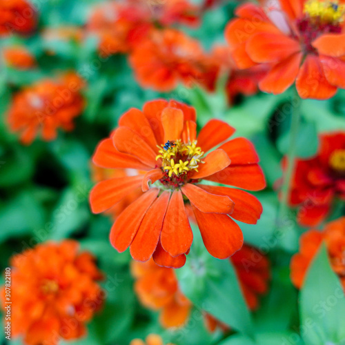 orange Zinnia flower in garden