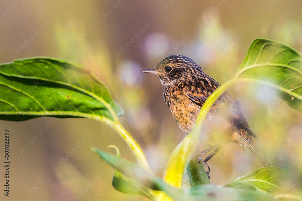 European stonechat (Saxicola torquatus)