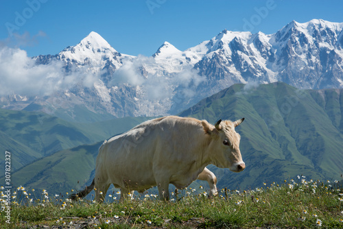 Cow walking in mountains