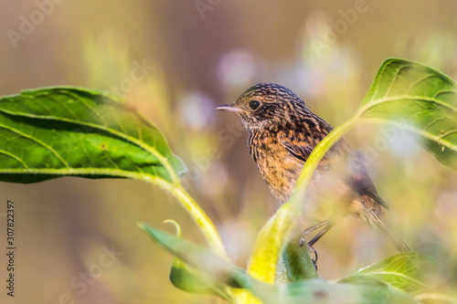 European stonechat (Saxicola torquatus)