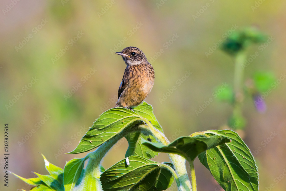European stonechat (Saxicola torquatus)