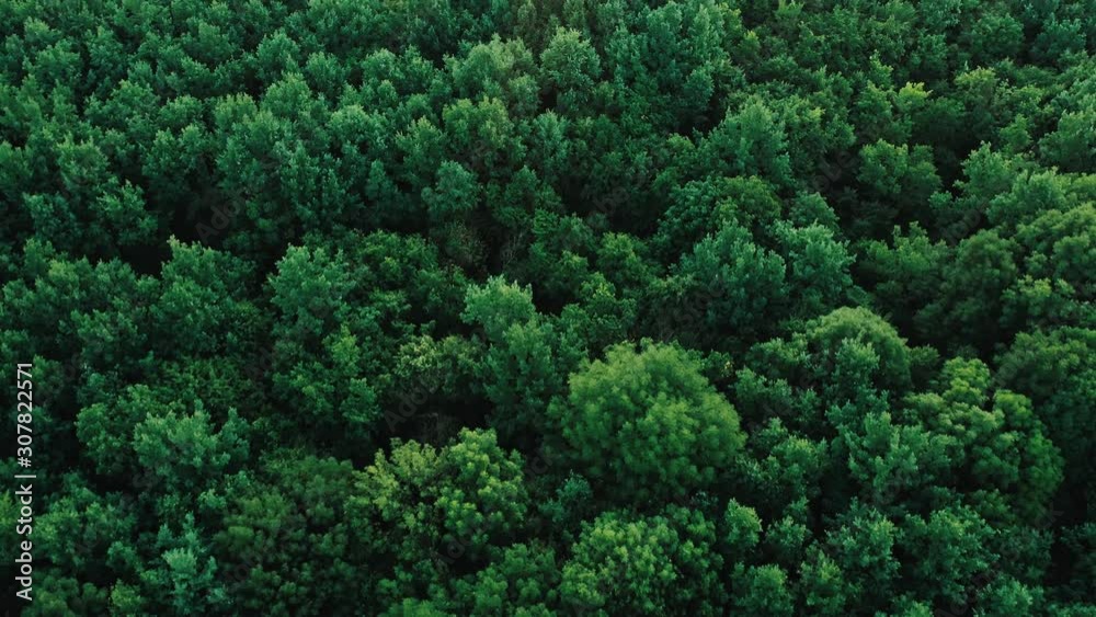 Texture background of great green forest view from above