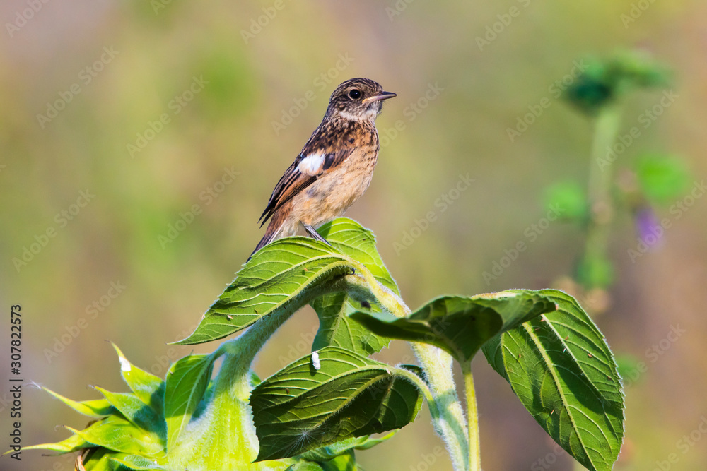 European stonechat (Saxicola torquatus)