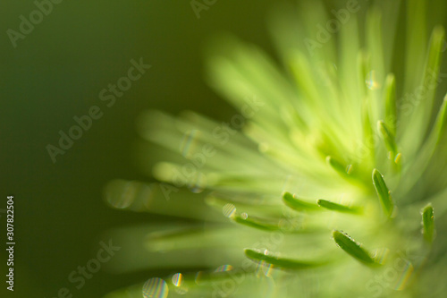 Euphorbia cypress. Garden flower Euphorbia cypress. Sprig of cypress cypress milk in drops of water close-up and in sunlight. Euphorbia leaves in macro with copy space.