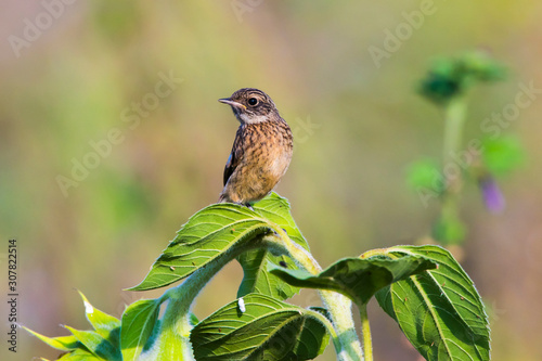 Obraz na płótnie European stonechat (Saxicola torquatus) w salonie