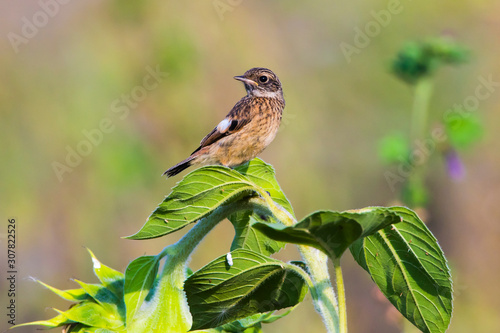 European stonechat (Saxicola torquatus)