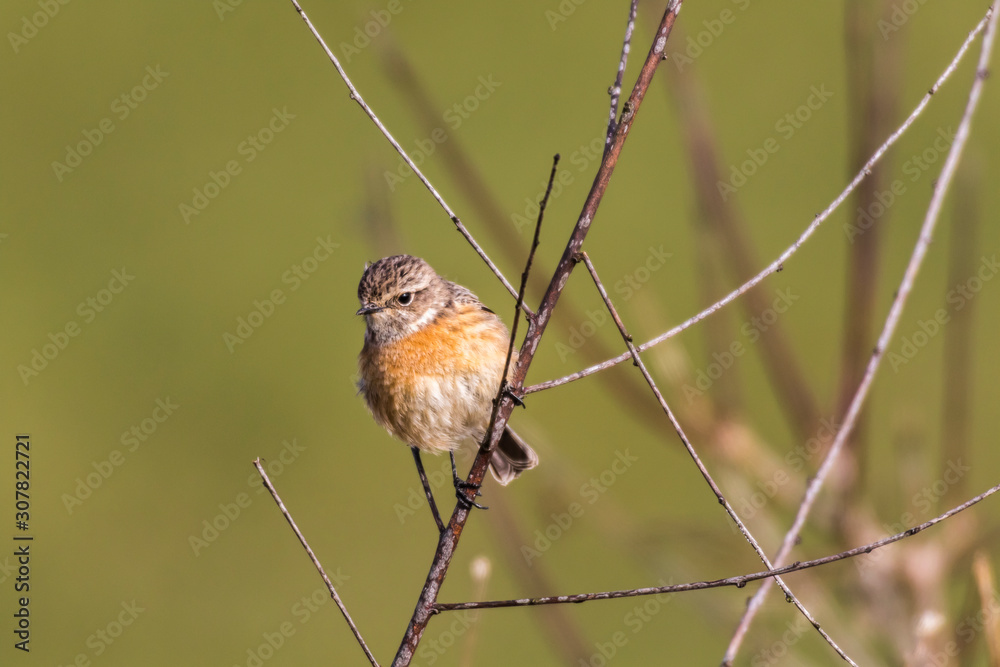 European stonechat (Saxicola torquatus)