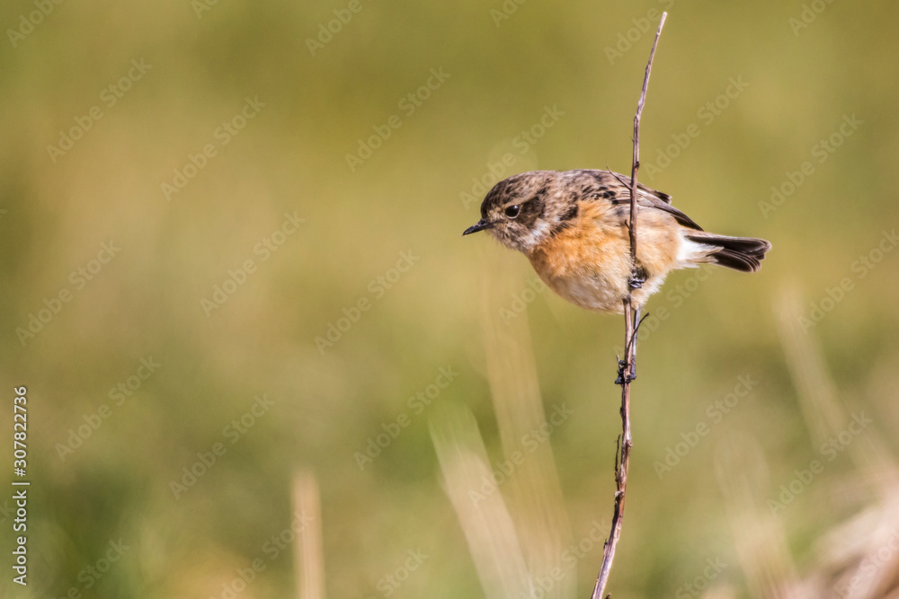 European stonechat (Saxicola torquatus)