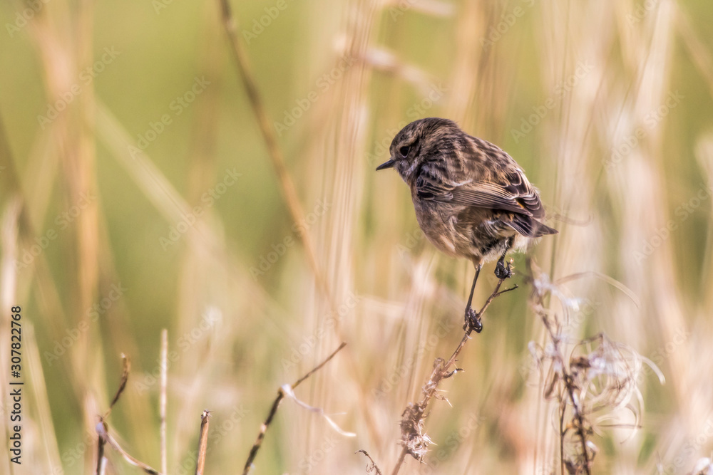 European stonechat (Saxicola torquatus)