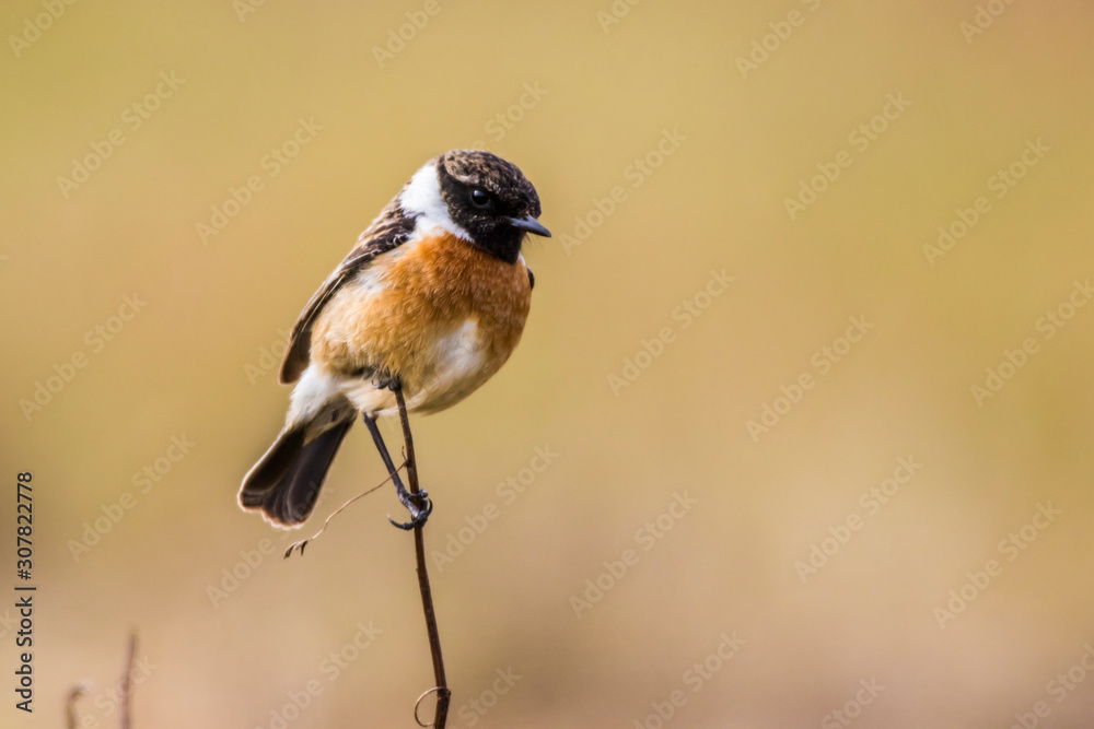 European stonechat (Saxicola torquatus)