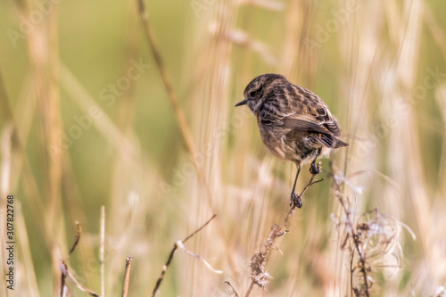 Obraz na płótnie European stonechat (Saxicola torquatus) w salonie