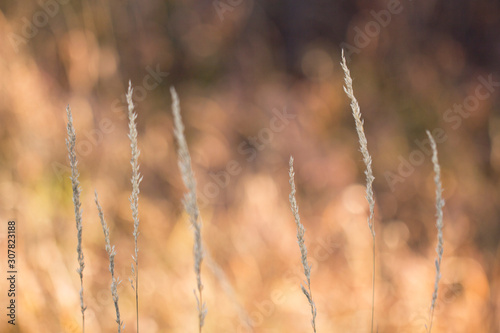 Spikelets of grass. Dry ears of grass on a flashing golden autumn background.