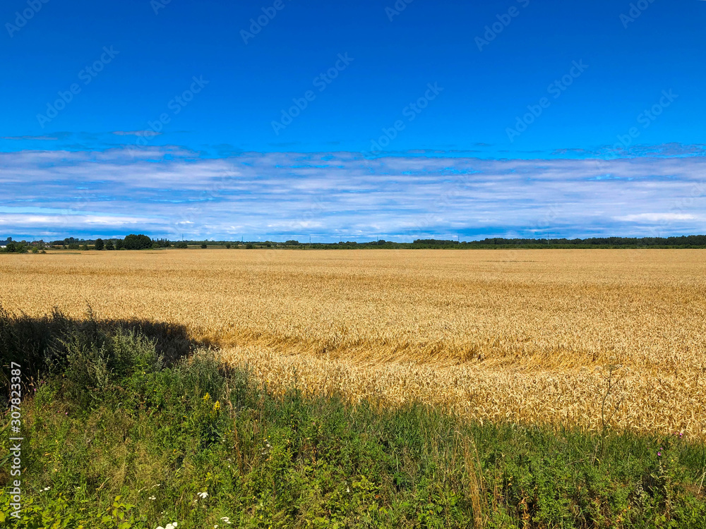 Fototapeta premium Field in the village