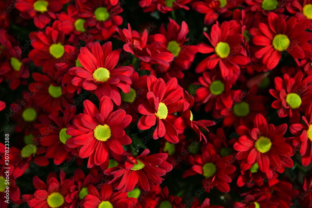 texture of flowers in flower market texture of flowers in flower market