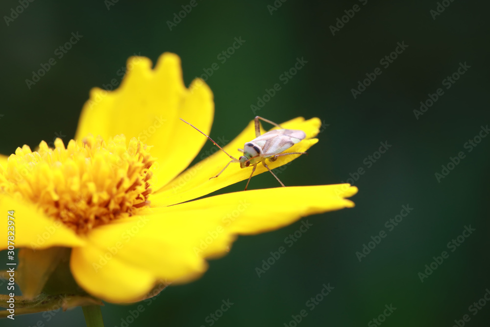 Miridae insect Miridae insect