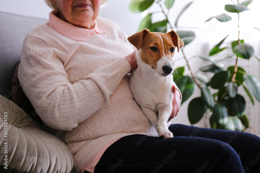 Emotional support animal concept. Portrait of elderly woman with jack russell terrier dog. Old