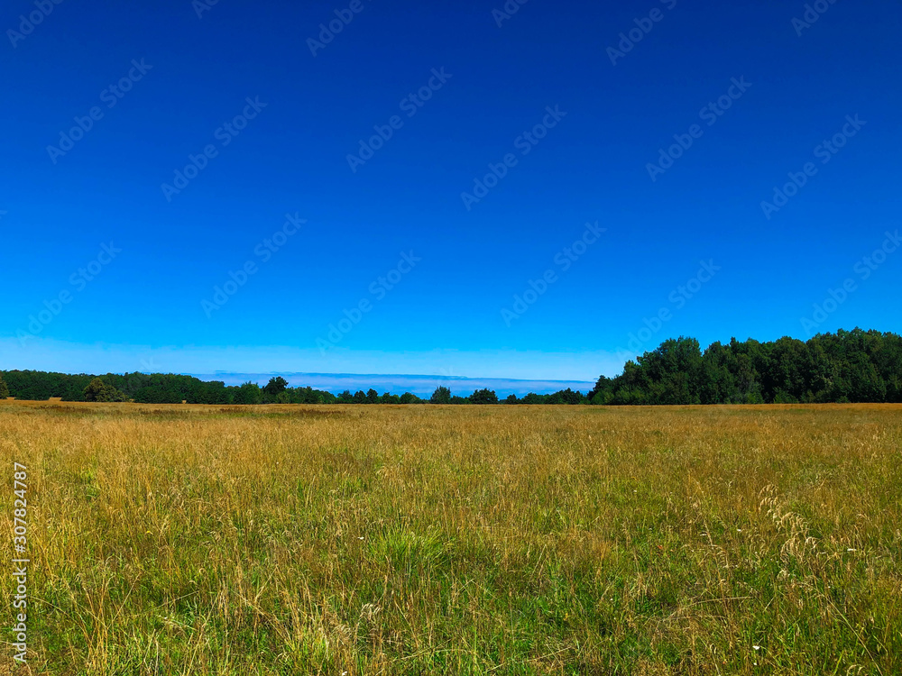 Fototapeta premium Field