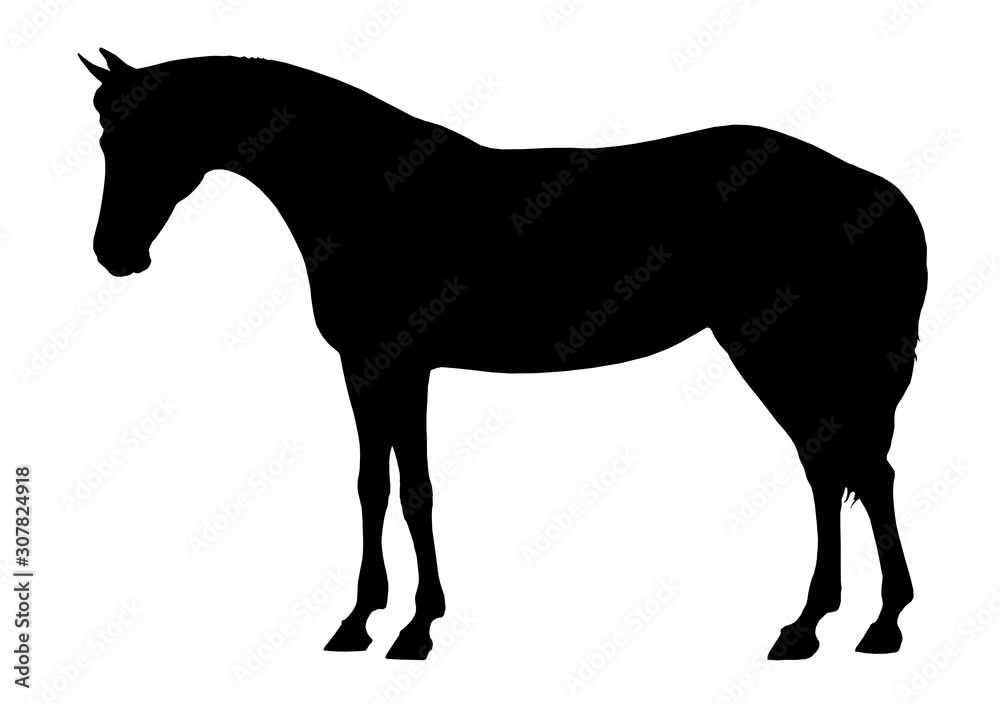 Beautiful horse. Silhouette portrait of a horse. Equine drawing. 