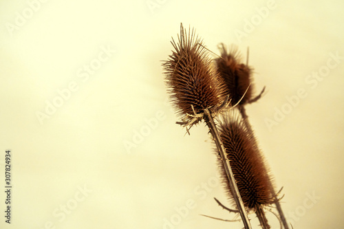 Cropped image of decorative dried plant branches