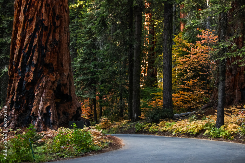 Obraz premium Sequoia national park road on the right and a giant Sequoia on the left, beautiful autumn colors in the background perfect season to visit.