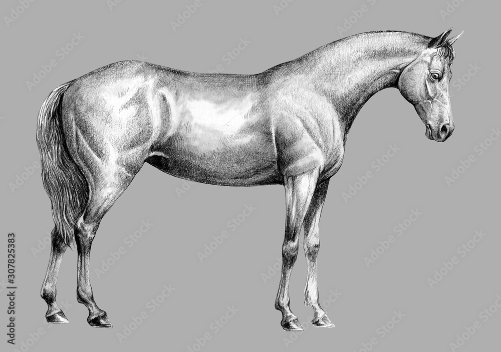 Pencil drawing horse Stock Photos, Royalty Free Pencil drawing horse Images  | Depositphotos