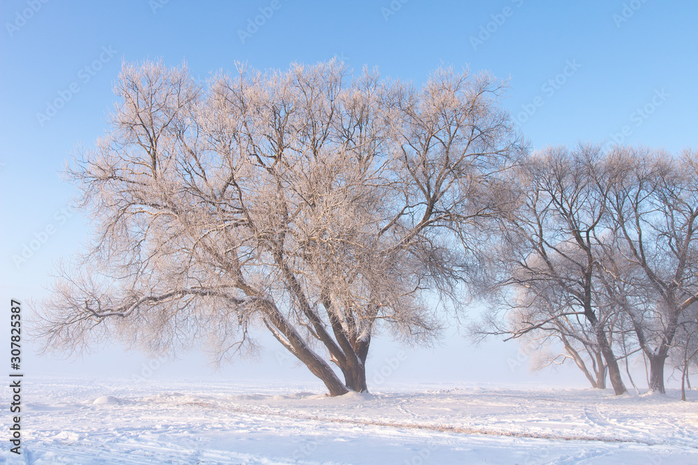 Beautiful winter scene. Snowy trees on white meadow. Bright wintry landscape. Frosty nature. Hoarfrost on tree branches. Christmas background