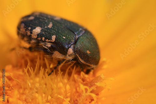 Scarabaeidae