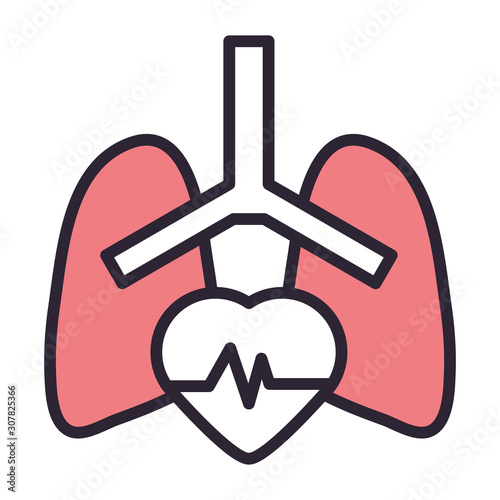 lungs human organ with heart cardio
