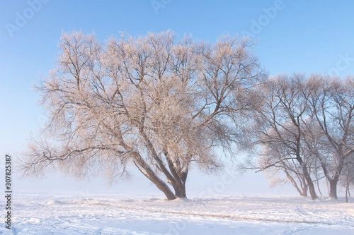 Beautiful winter scene. Snowy trees on white meadow. Bright wintry landscape. Frosty nature. Hoarfrost on tree branches. Christmas background