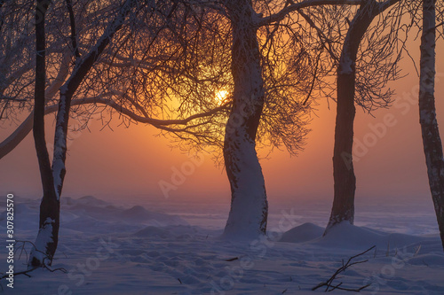 Winter sunrise. Snowy trees in morning sunlight in fog. Amazing wintry scene. Winter nature landscape with yellow sun through trees