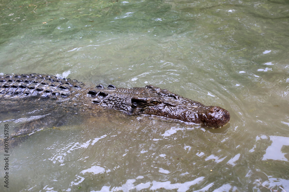 Obraz premium Saltwater crocodile