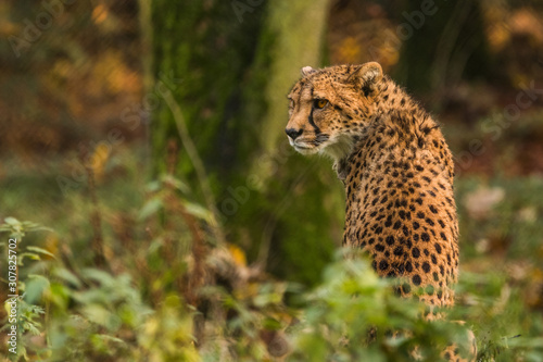 Cheetah is a large cat of the subfamily Felinae that occurs in North, Southern and East Africa. photo