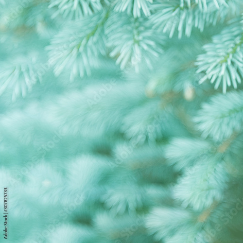 Blurred background of young branches of blue spruce in the colors of the 2020 trend