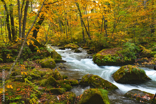 Oirase River flow passing rocks covered with green moss and colorful falling leaves in the beautiful foliage of autumn forest at Oirase Valley in Towada Hachimantai National Park, Aomori Prefecture,