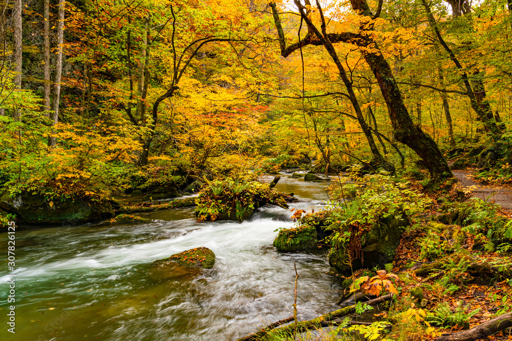 Beautiful Oirase stream flow along the Oirase Walking Trail pass through the colorful foliage forest of autumn season at Oirase Gorge in Towada Hachimantai National Park, Aomori Prefecture, Japan.