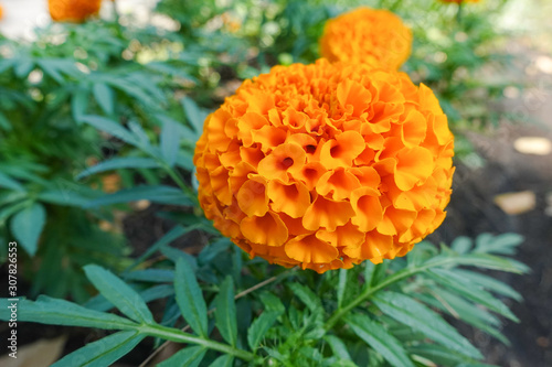 Fresh Marigold orange flower in garden