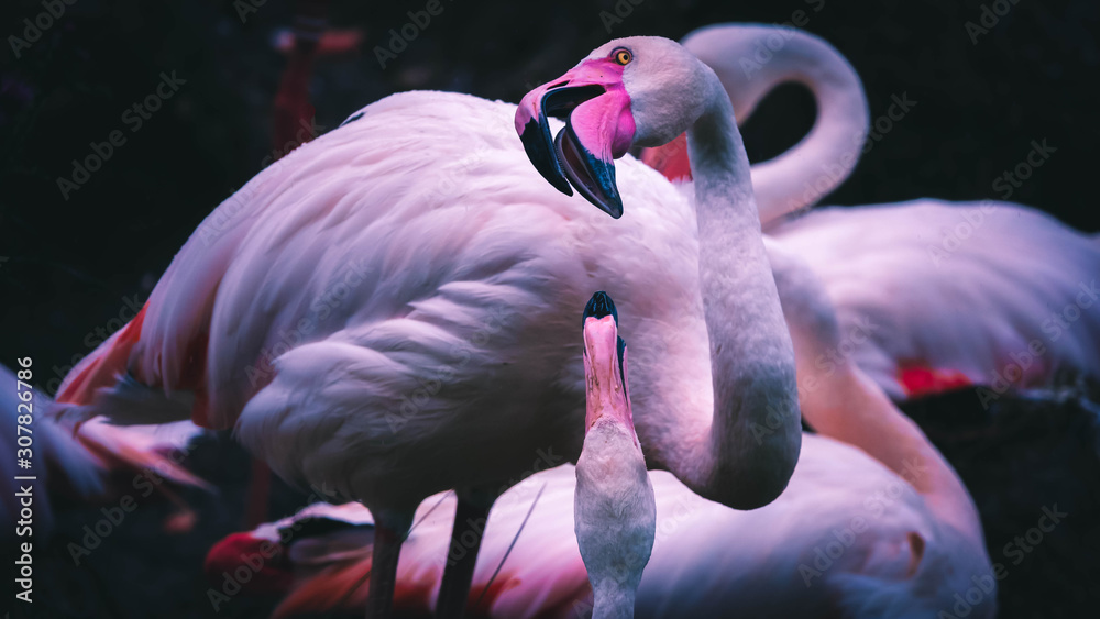 Naklejka premium Close-up of flamingo brids fighting 